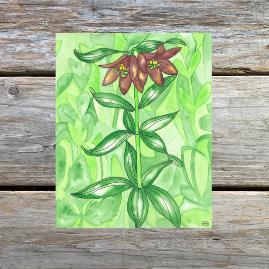 Chocolate Lily Art Print