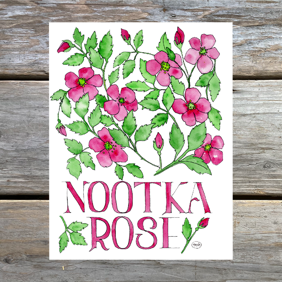 Nootka Rose Watercolor (with text) Note Card